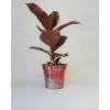 Handmade Solid Copper Plant Pots